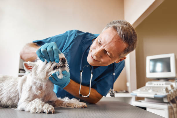 Best 24-Hour Emergency Dentist in Briar Chapel, NC